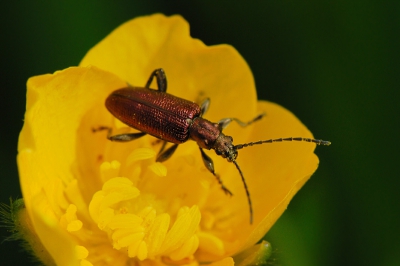 Op een boterbloem zat deze tor. Er zat er ook eentje in het groen. Ik heb al honderden foto's op BirdPix in het album Insecten bekeken, maar ik ben ze nog niet tegen gekomen.
Weet iemand hoe ze heten?