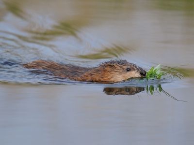 Aan de overkant van de sloot zong een rietzanger in een duindoorn. Daar was de camera op gericht. Plotseling werd mijn aandacht getrokken door golfjes in de sloot, die werden veroorzaakt door een muskusrat die mijn kant opzwom. Vlak voor me dook hij onder met zijn materiaal en verdween in de oever. een boeiende ontmoeting.