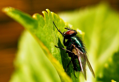 Een gewone vlieg bij mij in de tuin. Van zo dichtbij, had hij zijn haar wel eerst even mogen kammen.
