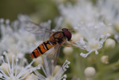 Allereerste macro