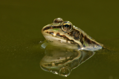 In een klein poeltje groen van de alg zat het vol met kikkers. Liggend op de grond naast het poeltje is deze foto geschoten.