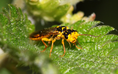 Deze 1 cm grootte vlieg of wesp zat heerlijk iets op te peuzelen in mijn tuin. Wie kent dit beestje ?