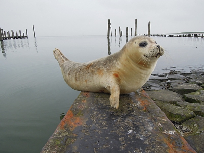 Aan het eind van de middag maakte een kennis ons attent op de aanwezigheid van deze Zeehond. Het dier liet zich goed benaderen en fotograferen. Een prachtige ervaring.