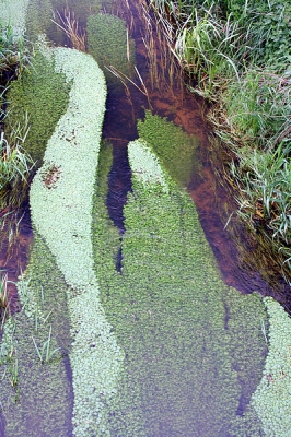 De Oeffeltse Raam is een beek die eindelijk verlost is van vervuiling door industrie en landbouw. Een nadeel is overgebleven: de jaarlijkese explosieve groei van waterpest.