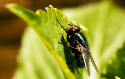 Weer dezelfde foto van de groene vleesvlieg maar dan de kleuren minder hard en overzadigd.