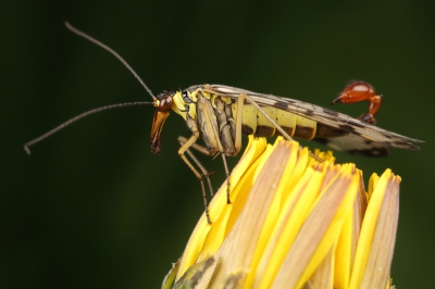 Een vaak geziene gast die ik graag nog eens goed wilde fotograferen. Dit exceplaar liet zich vanwege de koude ochtend goed fotograferen.