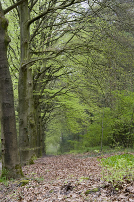De foto is gemaakt tijdens een wandeling door het bos. Rustige weersomstandigheden, hoge bewolking en weinig wind