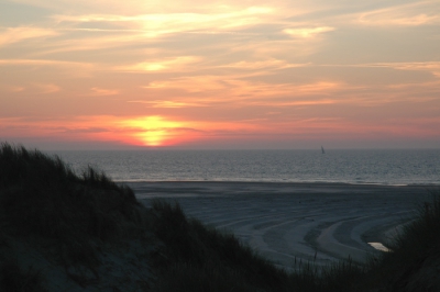jaarringen