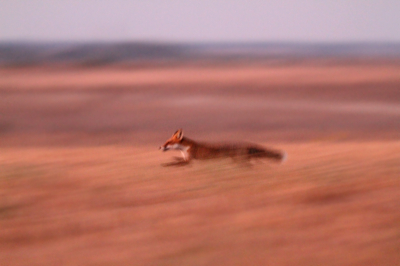 shooting hand Canon EOS 7D ; Canon EF 400mm f/5.6L USM

Tv - 1/25
Av- 5.6
ISO - 6400
after sunset
