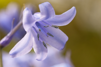 Foto vanaf mini-statief met draadontspanner met Sigma Macro-lens 105mm