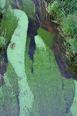 De Oeffeltse Raam is een beek die eindelijk verlost is van vervuiling door industrie en landbouw. Een nadeel is overgebleven: de jaarlijkse explosieve groei van waterpest.