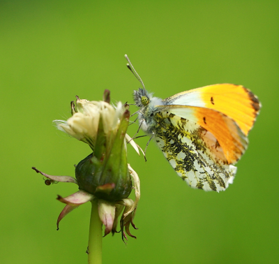 Al een aardige tijd geleden dat ik hier iets plaatste en dat ik macro foto's heb gemaakt, dus dat gaat goed samen zo. Vandaag aardig wat leuke foto's van insecten in de tuin gemaakt waarvan ik hier nu een paar laat zien. Om maar even te beginnen met dit leuke vlindertje.