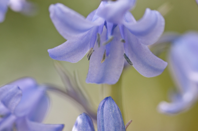 Vanaf tafelstatiefje met draadontspanner. Macro-lens 105 mm.
Heb bij deze foto er bewust voor gekozen om ook wat andere "bells" mee te nemen in de foto, maar die zijn uiteraard onscherp door de beperkte scherptediepte.