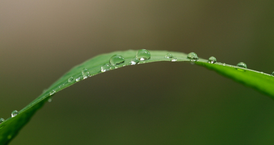 Het resultaat van het een dagje "spelen" met de macro lens van mijn vader en een stevige regenbui; leuke foto's van waterdruppels.