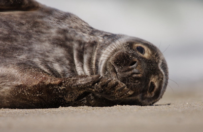 Het strand lag vol met zeehonden. Vele lagen te slapen, andere waren aan het te stoeien en deze lag rustig naar ons te kijken. Het is zo genieten om deze dieren van dichtbij te bewonderen.