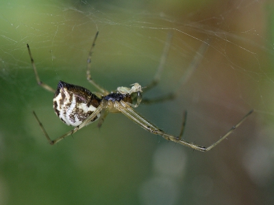 <i class='fa fa-user'></i> Wim de Louwere-Landauer92 | Hangmatspin (Familie Linyphiidae)  <i class='fa fa-eye'> 138</i>   <i class='fa fa-comment-o'> 7</i>