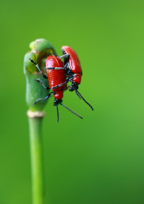 Eigenlijk is macro fotografie best wel leuk.. :D Laatste tijd wat met mjin vaders lens en tussenringen bezig geweest en je kunt er best wel aardige foto's mee maken. Nog wat resultaten van dit weekend.