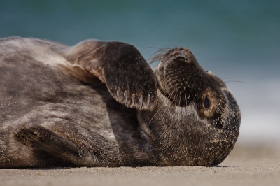 Het was een heerlijke zonnige dag en het strand lag vol met zeehonden. Ze liggen dan wat te rollen en nemen allerlei leuke houdingen aan.