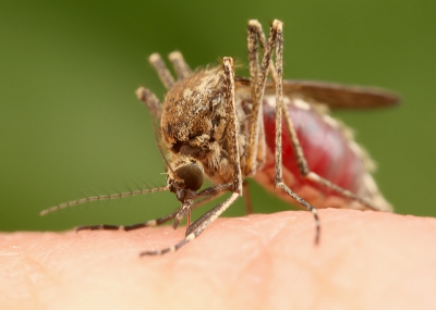 De steekmuggen waren in grote getalen aanwezig en blijkbaar erg hongerig. Ik liet haar even in ruil voor een plaatje.