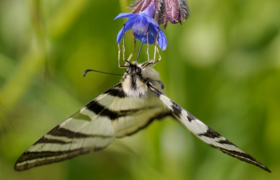 In de directe omgeving van het huis waar we op vakantie waren zat een grote rijkdom aan bloemen en vlinders.
Normaal ben ik gericht op de vogels, maar de vogels werkten niet mee. Gelukkig deze koningspage wel...
Thuisgekomen eerst maar eens gekeken wat ik eigenlijk allemaal aan soorten op de foto had gezet. Deze koningspage bleek wel de kers op de taart.
Hoe gaat dat spreekwoord ook al weer? Iets met geluk en nog wat...