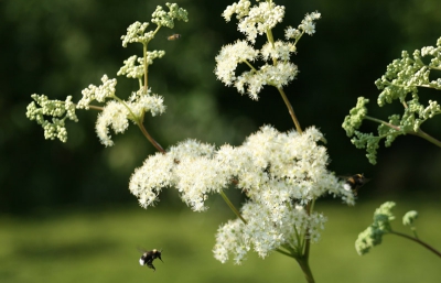 Deze plant was een geliefde landingsplaats voor allerlei insecten. Op deze plaat twee aardhommels (?) en nog een ander insect die het beeld invlogen.