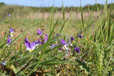 Natuurfoto workshop De Kwade Hoek Goedereede
Opnamestandpunt laag bij de grond.