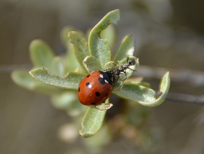 mooi zonnig weer, bovenop een duin kwam ik dit lhb tegen tijdens de workshop macrofotografie. uit de hand genomen,