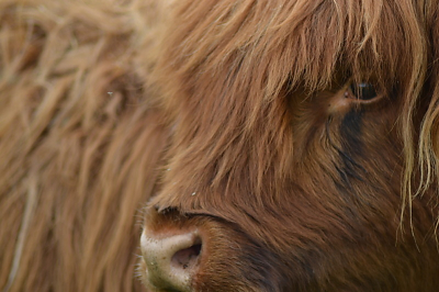 Afgelopen donderdag naar Tiengemeten geweest, waar veel van deze Schotse Hooglanders lopen. Soms was het uitkijken, 1 keer werd er eentje naar mijn idee te gevaarlijk maar toch wat leuke foto's kunnen maken , zoals deze close-up