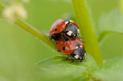 Ik kon het vrouwtje haast horen roepen "Laat me nu eens met rust".
Vanaf driepoot met Macrolens en draadontspanner