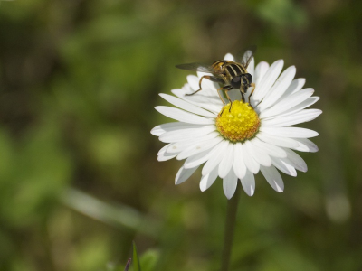 Even kijken of ik leuk een madeliefje kon fotograferen, kreeg deze erbij als kadootje, vindt de foto wel mooi om te plaatsen, maar wil zeker weten welk 'vliegje' dit is...