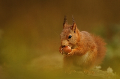 �n de ochtend met een zonnetje komen de eekhoorns even snoepen, de waas aan de onderkant wordt verkregen door wat vossebessenstruikjes in de voorgrond.