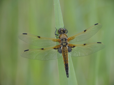 Vanochtend vroeg op stap gegaan, waardoor deze viervlek zeer goed benaderbaar was. Dauwdruppels op zijn rug nog mooi zichtbaar