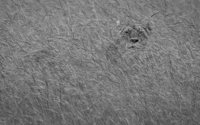 Tijdens ons verblijf in de Maasai Mara afgelopen jaar was het gras vrij hoog door de overvloedige regen.
Het hoge gras zorgde voor verassende mogelijkheden.
