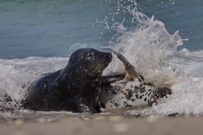 OP het eiland Dune is het volop genieten met al die zeehonden. Deze twee grijze zeehonden lagen te stoeien in de branding.