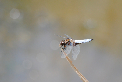 Het was een prachtige zomerse dag en in het begin van de wandeling kwamen we deze libelle tegen.
