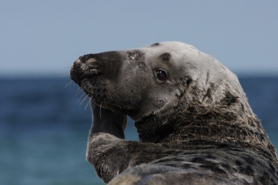 Ik heb laatst toen ik er op uit was deze zeehond op de foto gezet.  :-)