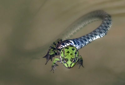 Pelophylax ridibundus / Meerkikker / Marsh Frog