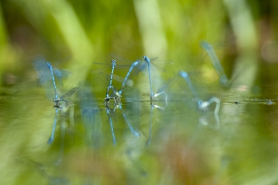 Plat op mijn buik met de telelens voor het water. Circulaire polarisatie filter gebruikt. Ik had er meer scherp willen hebben maar heb uiteindelijk gekozen voor een onscherpe achtergrond en die was te dichtbij om hem met een hogere diafragma te nemen dan werd hij gelijk onrustig.