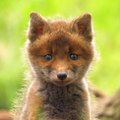 Hoewel het misschien wel het grootste roofdier van ons land is zijn dassen vooral vriendelijke, schuchtere dieren, die zich bij eventuele confrontaties met mensen snel uit de voeten maken. Je moet daarom voorkomen dat het dier je kan bemerken. Als je een actieve burcht weet is de kans op een ontmoeting best heel groot. Maar je moet wel geduld hebben en je heel stil kunnen houden. Ik ga soms 's avonds stilletjes op een afstandje wachten tot er iets gebeurd. Niet te dicht bij, en met de wind naar me toe opdat ik deze nachtbrakers niet verstoor. Ook draag ik kleding die ik altijd in het bos draag en nooit met geurig wasmiddel word gewassen. Zelf gebruik ik dan ook geen luchtjes. Omdat dassen geen uitgesproken goede ogen of oren hebben vertrouwen zij voornamelijk op hun (erg goede) reukvermogen. Camoufleren is dan ook niet echt nodig, donkere kleding is voldoende. Wel is het belangrijk dat je heel stil blijft zitten, ook als de das zich laat zien. Hij zekert heel veel, soms elke 5 tellen.

Maar deze avond was het niet de das, maar vijf jonge vosjes die mijn avond tot een succes maakten.
Het dapperste vosje kwam zelfs even buurten zodat ik met mijn 500mm (plus cropfactor van de camera) een portretje kon schieten van dit guitige kopje.

mvg vanuit het altijd zonnige Hoenderloo