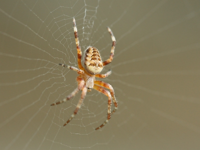 Deze spin had z'n web in de klimop gemaakt. Foto is in de schaduw gemaakt en de achtergrond is muur.