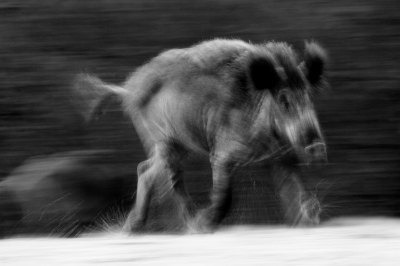 Een wild zwijn, maar dan anders.
De actie, de donkere achtergrond, en het witte stuifzand zorgen voor vervreemding. Zelfs de compositie (minder ruimte in de kijk/looprichting) is anders dan anders