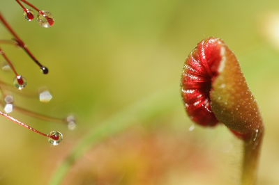 Vele ogen keken toe hoe het jonge groen ontluikt.
Alternatieve compositie gekozen.
Ook is een opname van een onvolgroeid plantje 'anders dan anders' te noemen.

Voor wie denkt dat zo'n zonnedauwplantje klein is, Klopt ,piepklein