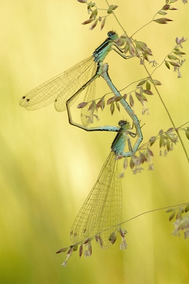 Vroeg in de morgen , juffers hingen in de schaduw met op de achtergrond een zon beschenen plek. Ik heb geprobeerd een soft foto te maken. Niet ieders smaak maar ik vond het wel wat hebben. Alles vervaagt een beetje en je krijgt niet van die keiharde zon foto's.  Libelle en juffers zijn leuk alleen twijfel ik toch nog vaak aan de naamgeving, hoop dat deze klopt. 
Nikon D2X met 60 mm AF-S Micro Nikkor f/2.8G ED