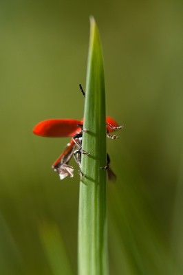"Ready for Take-off"

Foto uit de hand genomen. Met 105 mm Macrolens