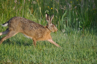 Rustend op een P plaats langs de A7 bij Joure schoot deze haas voorbij.