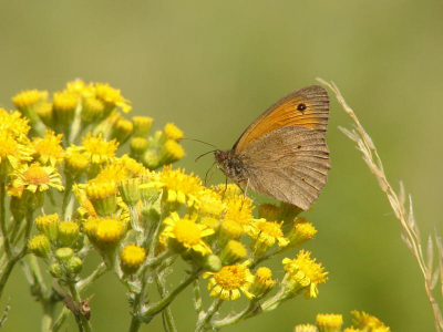 Deze mooie vlinder zat lekker stil op een bloem. 
Jammer van dat takje achter de vlinder, maar ja, je kunt het niet alles hebben.