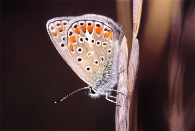 Altijd mooi als blauwtjes in het hoge gras een slaapplaats hebben opgezocht.