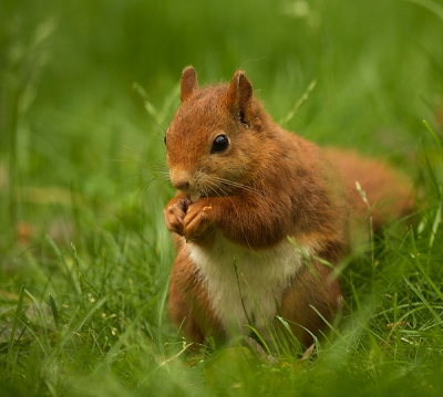 Weer eens een andere setting n.l. in de tuin van Vogelbescherming Nederland
http://www.robkempers.nl/
