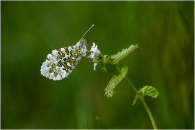 Rustige plek in een grasland. Het vlindertje is haast niet te onderscheiden van de bloem waarop hij zit.