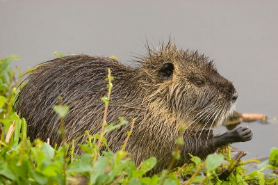 in voorne tijdens een regenachtige dag deze beverrat gefotografeerd